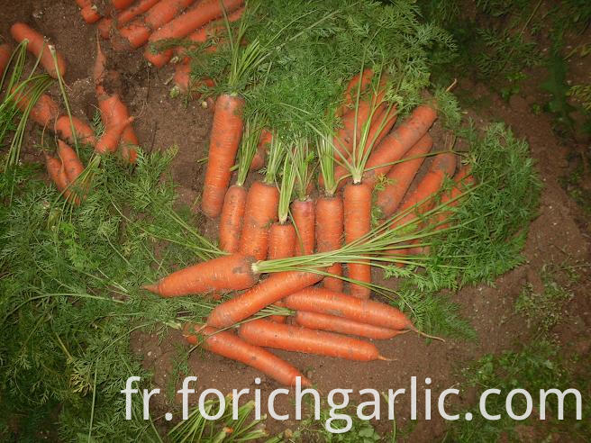 Fresh Carrot